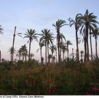 Capvespre al Camp d´Elx