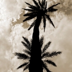 Palmera