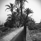 Oasis