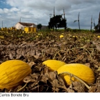 Melones