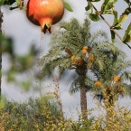 La palmera