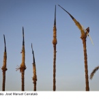 2012-1p-Jose-Manuel-Carratala.-Palma-blanda